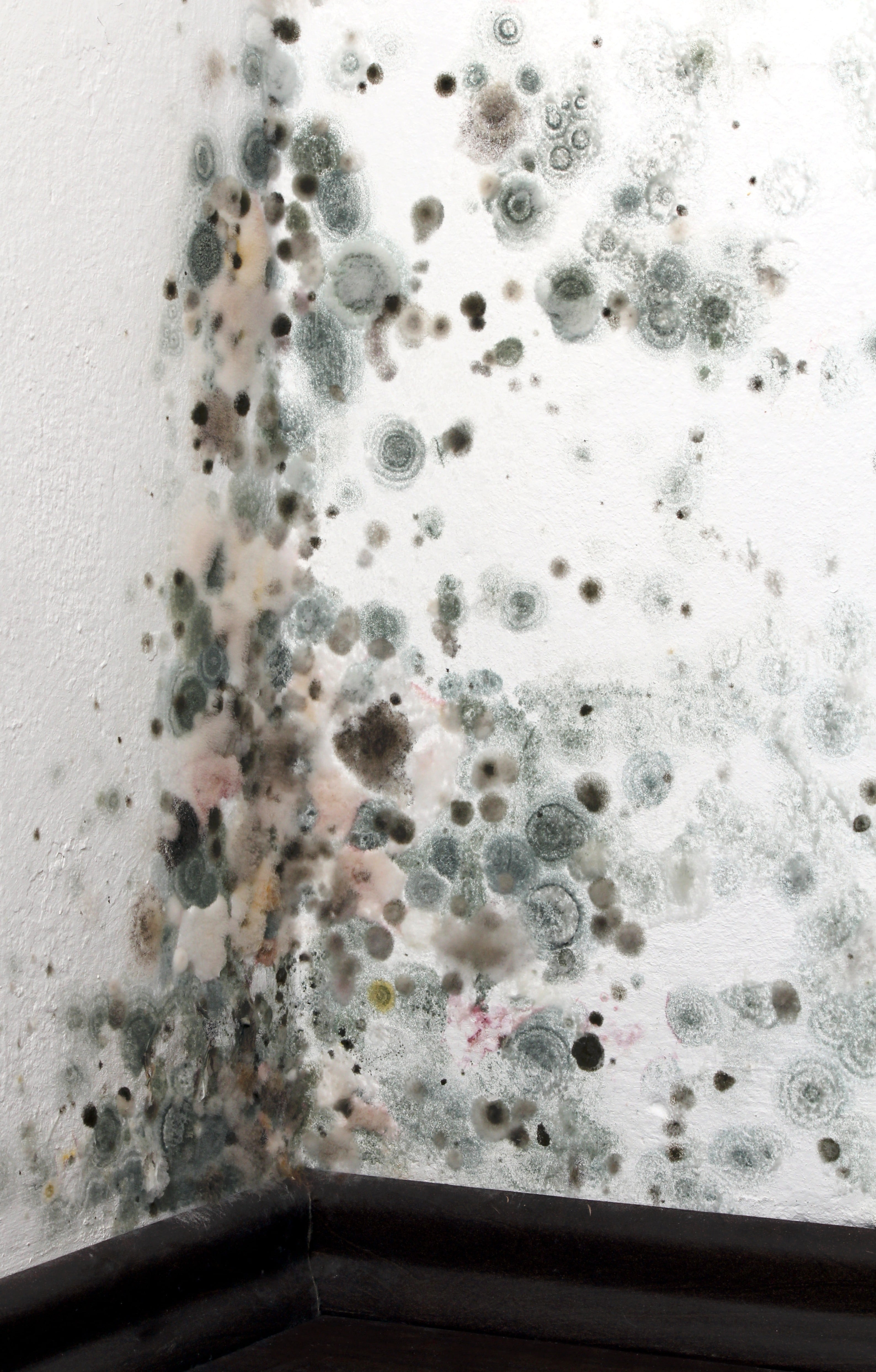 Mold Prevention in Healthcare Facilities