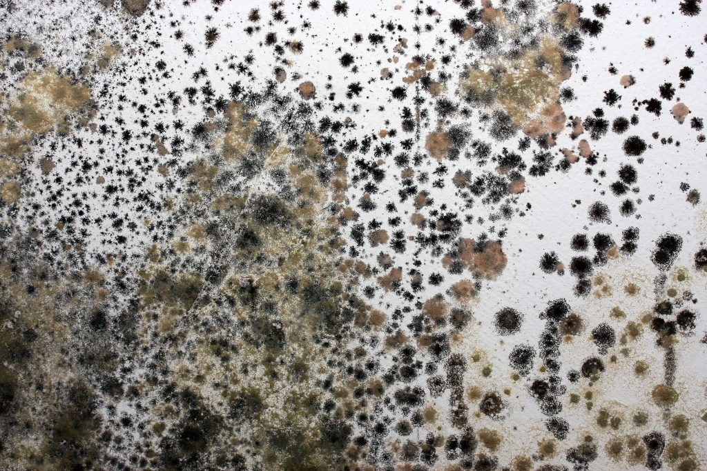 How to Tackle Mold Growth in Your Commercial Property Restoration Masters